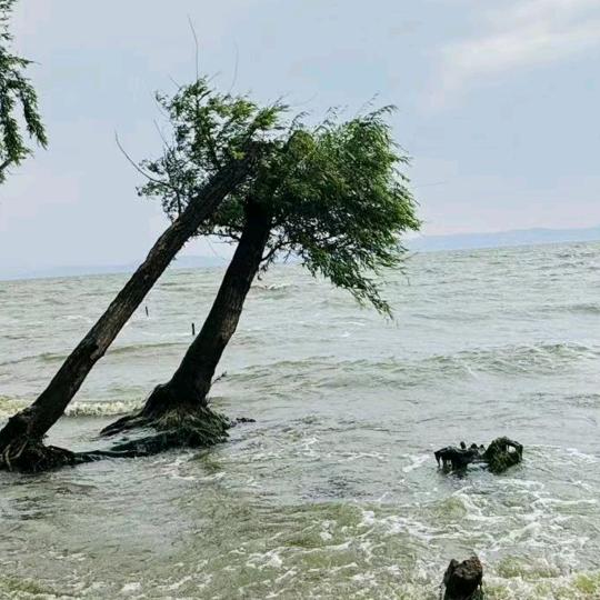 飞飞
