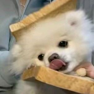 祈愿季