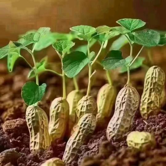 专业铝模木模(づ ●─● )づ廖保权