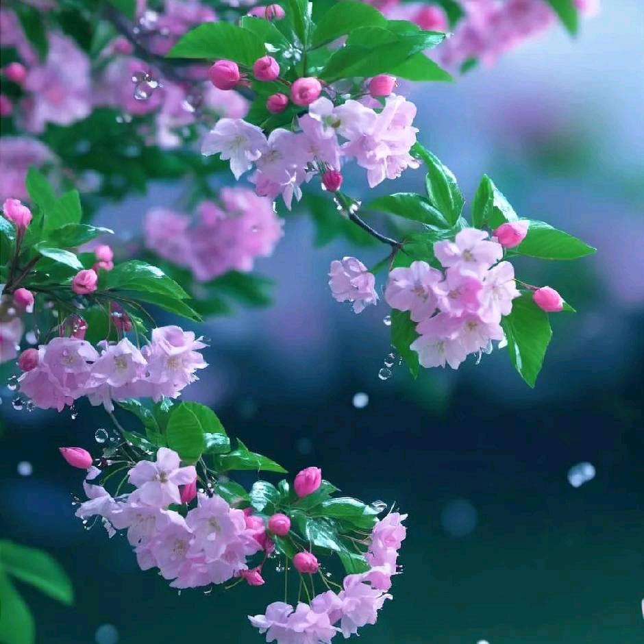 玫瑰花开
