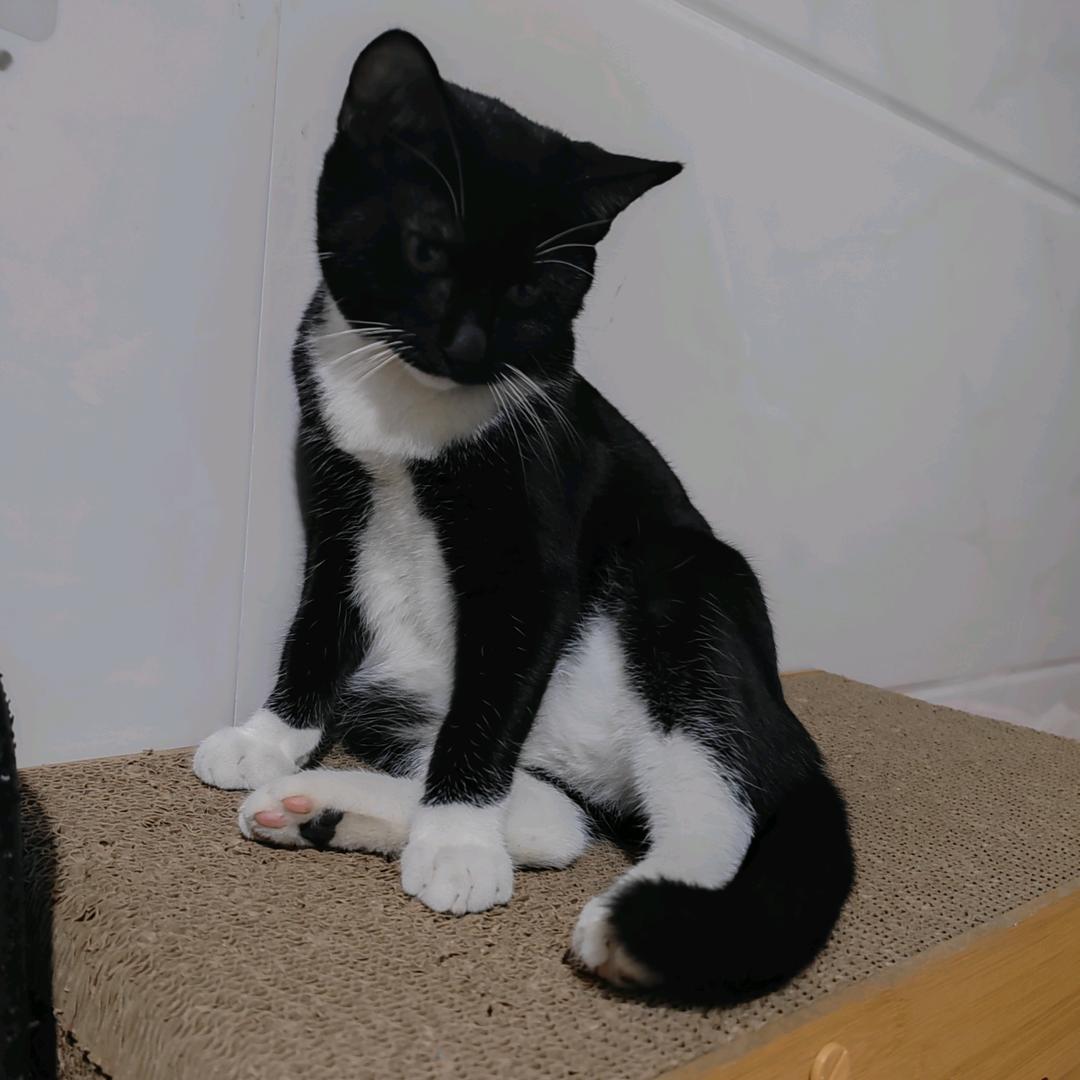 哈哈🌙（阴晴不定的💣）