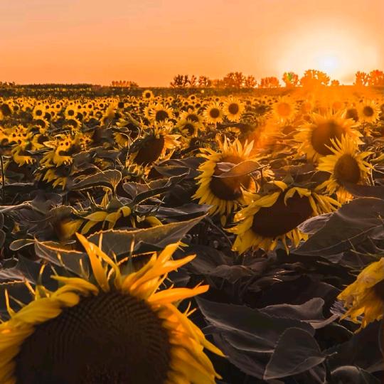 小古波（孤寡）