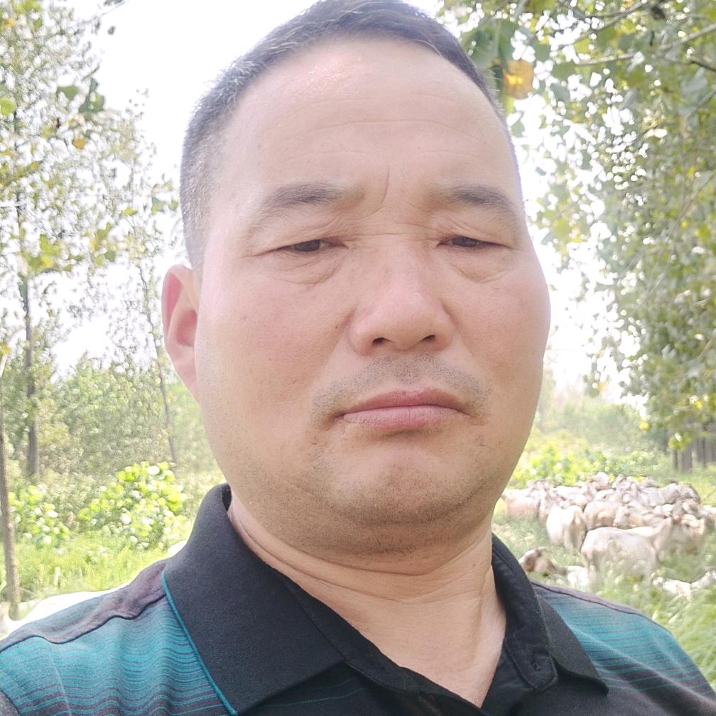 农村纯种散放白山羊