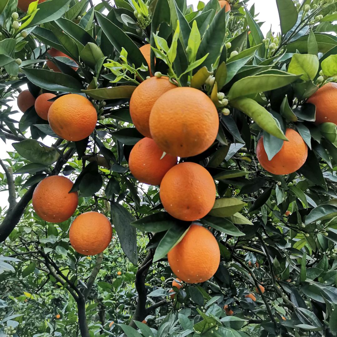 幸福一生pWV