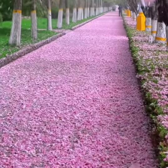 静待花开🌸