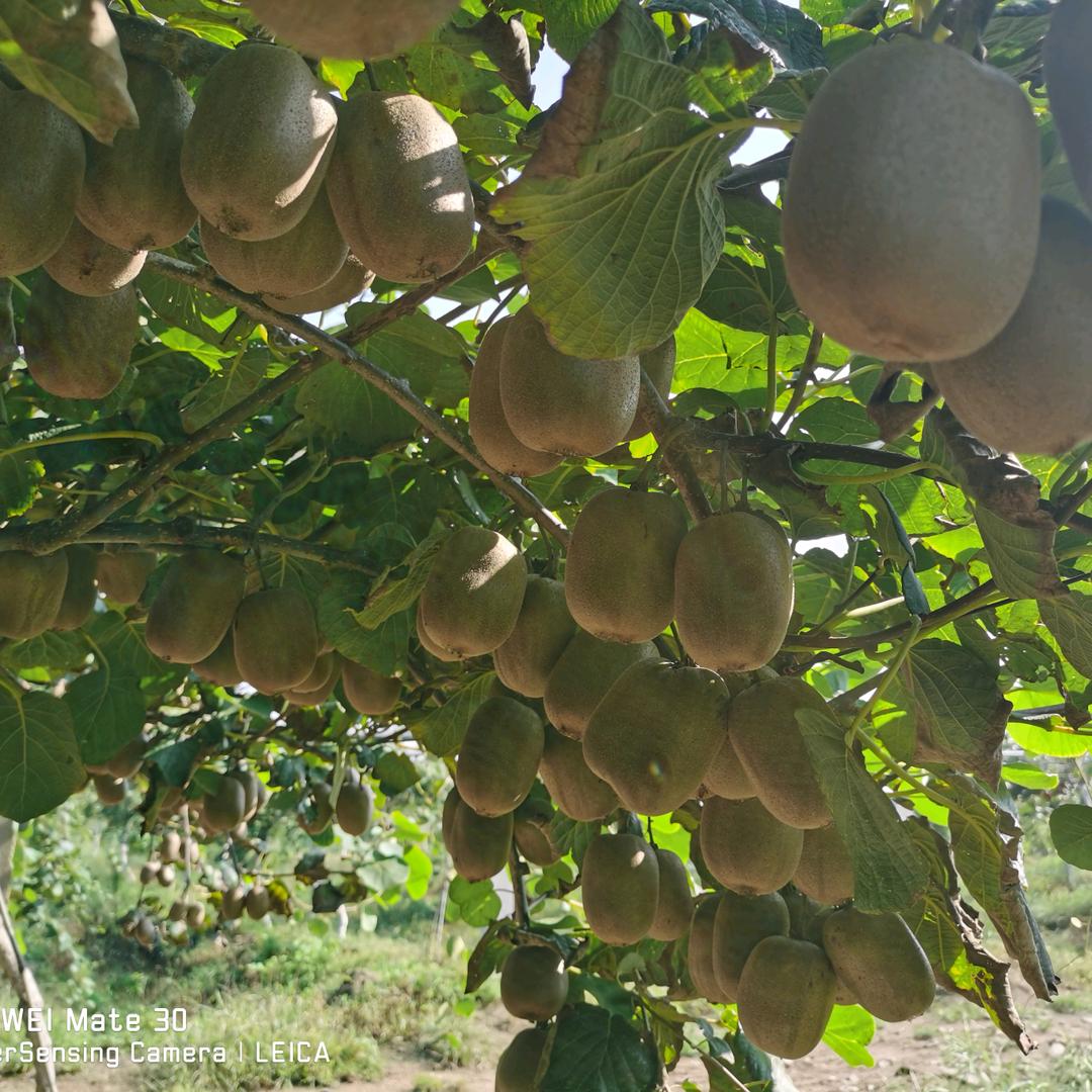鲜果坊   水果直销（主营猕猴桃，蓝莓）
