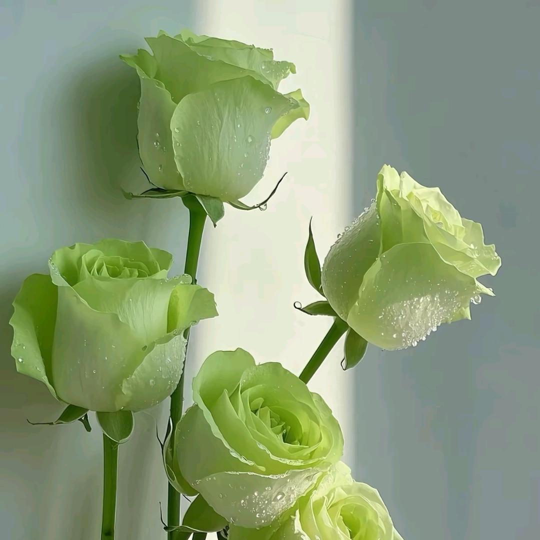 雏菊