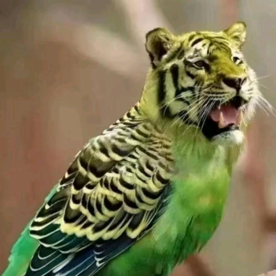 鹦萌小宠_锦天花鸟市场店（收鸟）