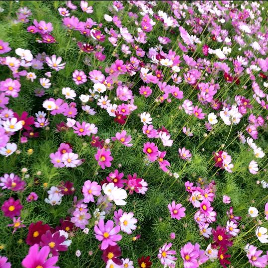 🔐不想错过，🕉