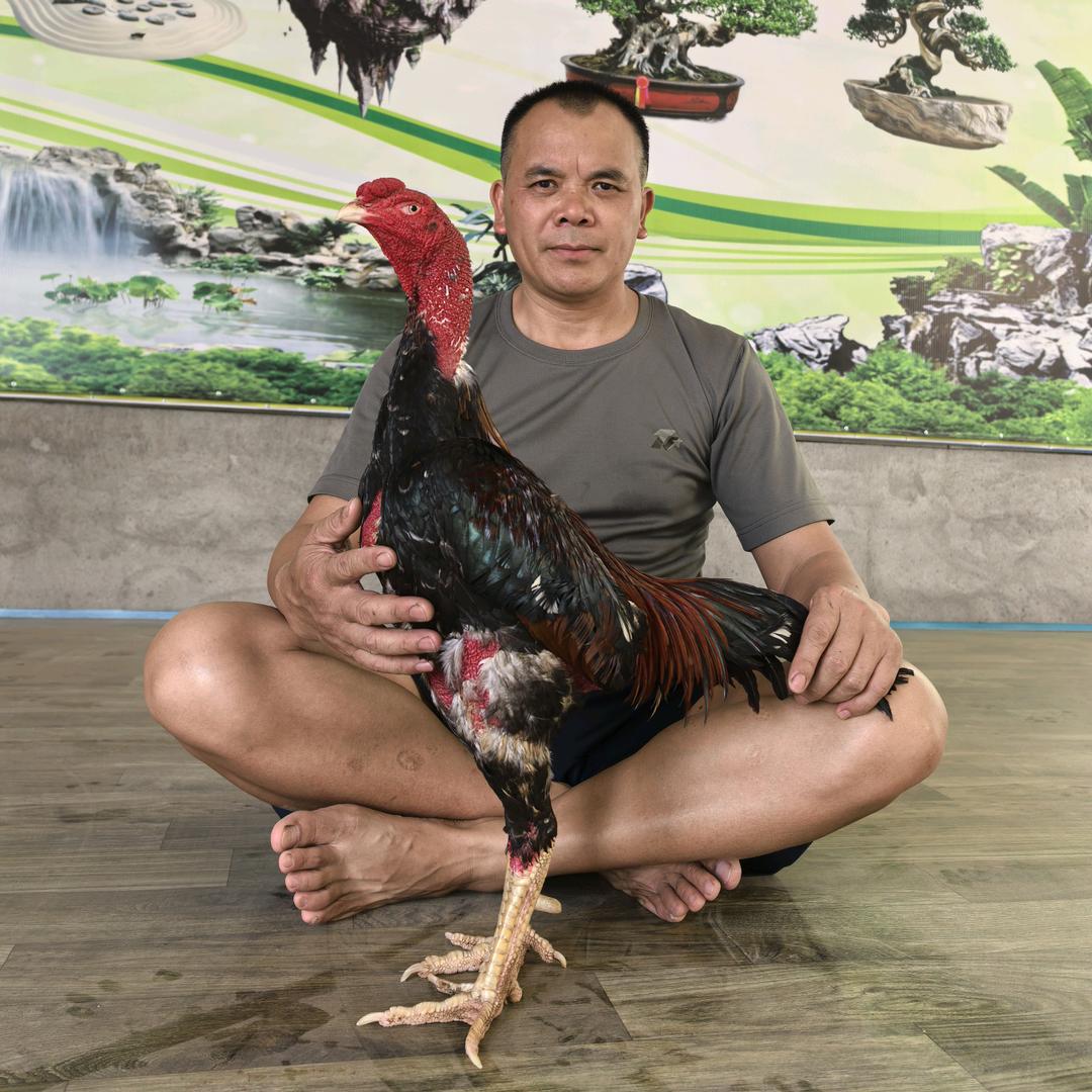 贵州军大依斗鸡文化传播