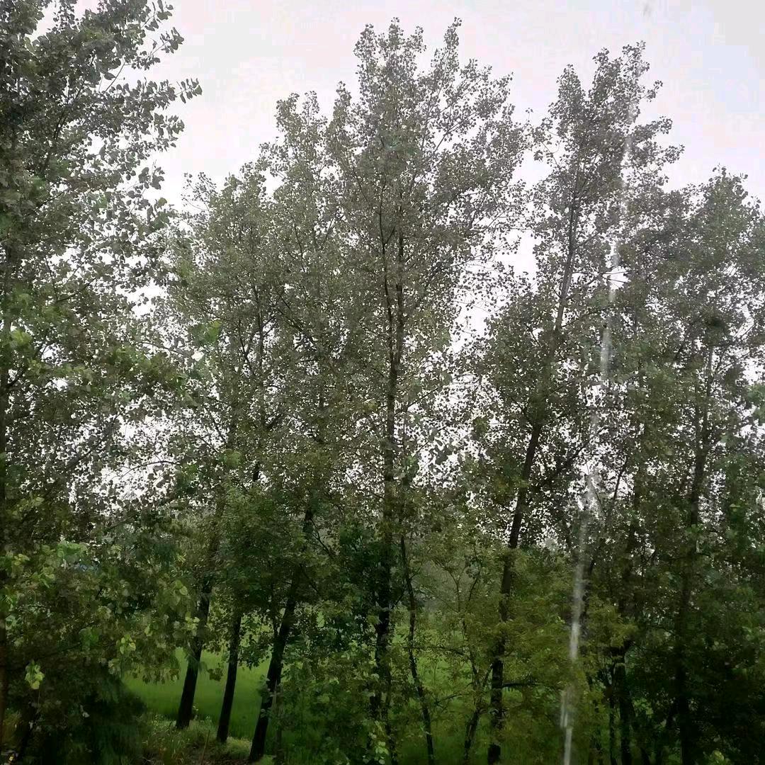 坚持更新