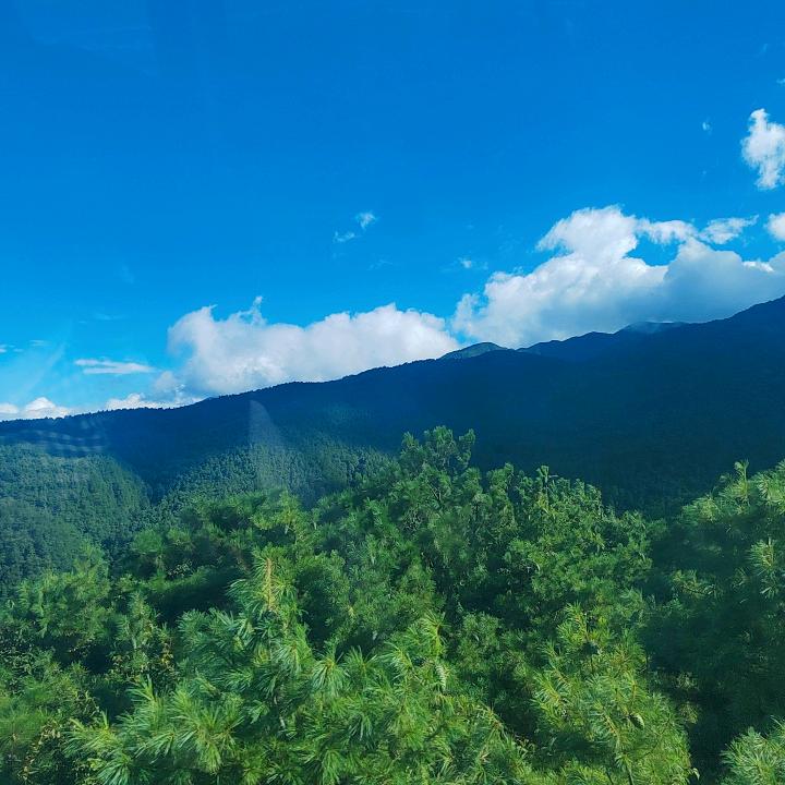 🌸ZZ头像