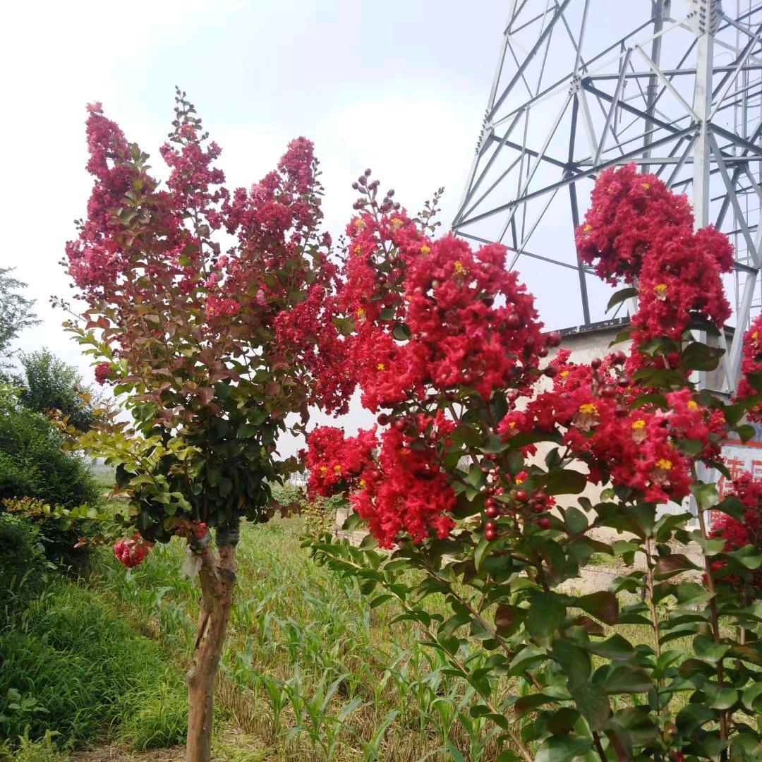 阿齐