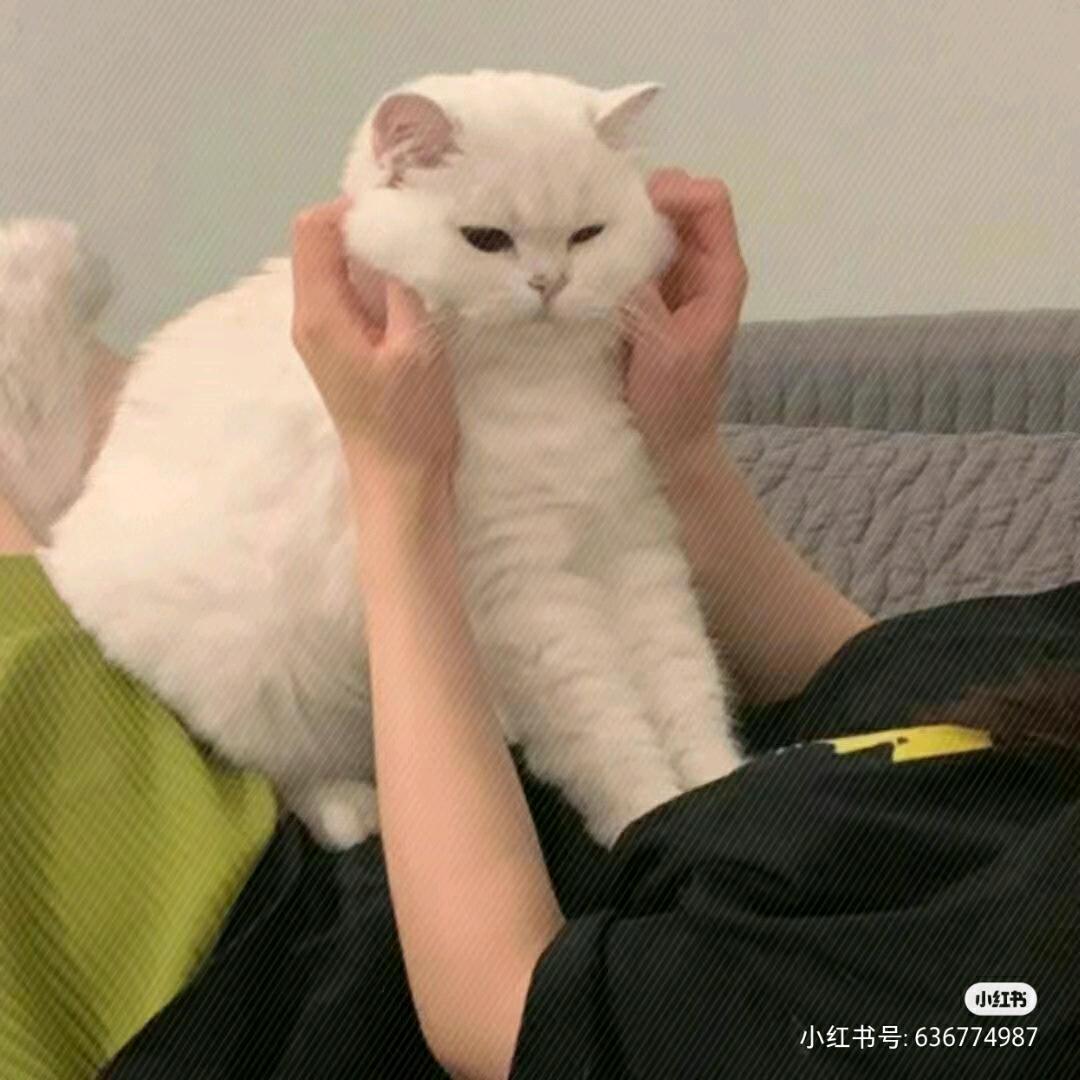 镕镕