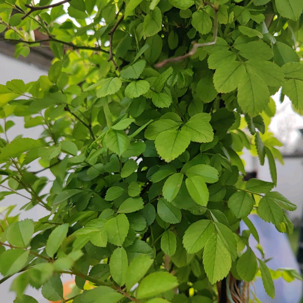 还没想好叫什么名字