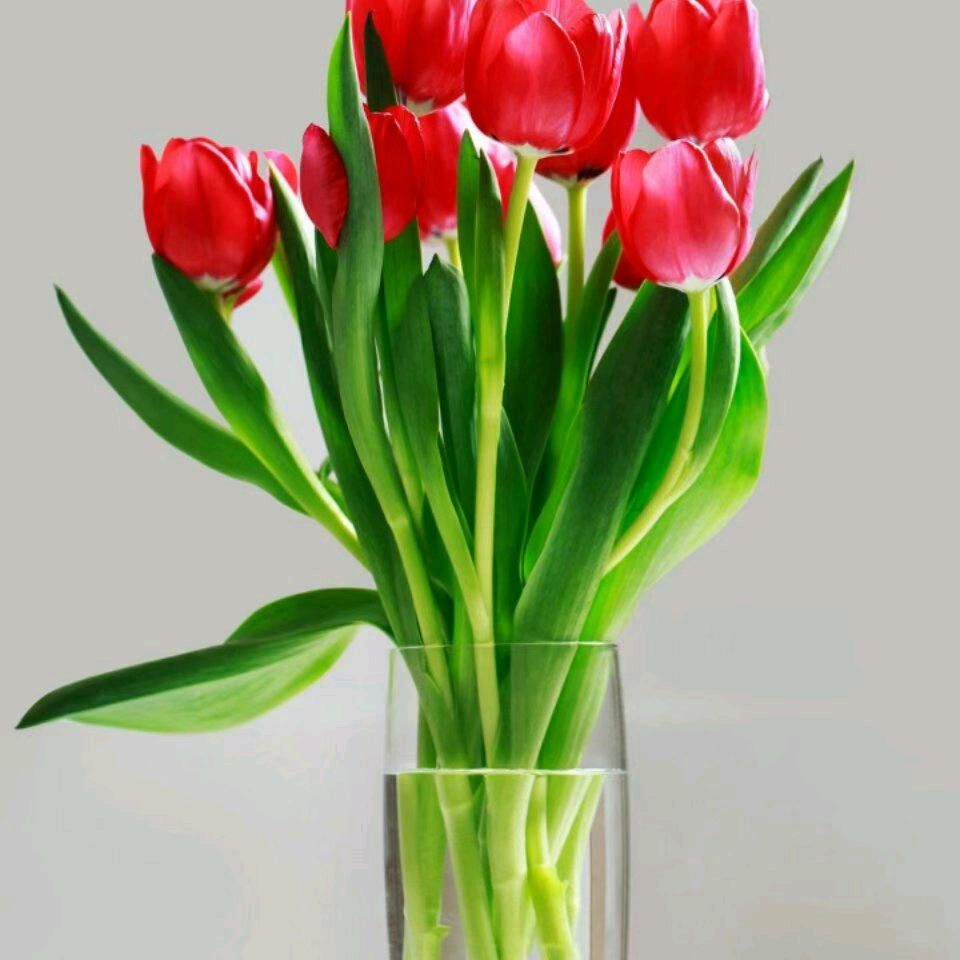 水仙兰草花？？？？