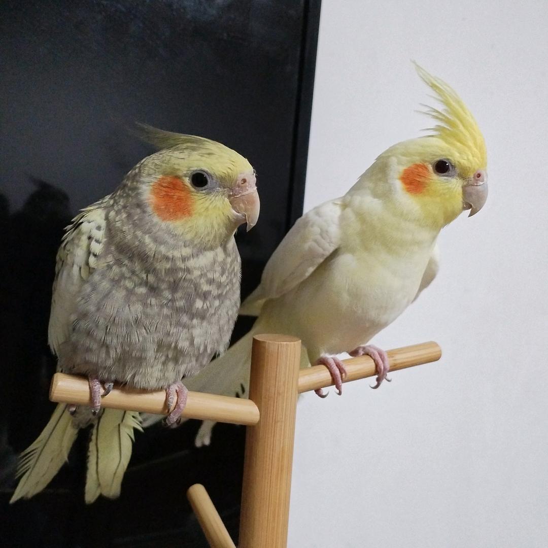 肥鸡仔元旦和中秋