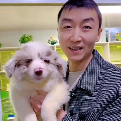 成都养边牧的童哥