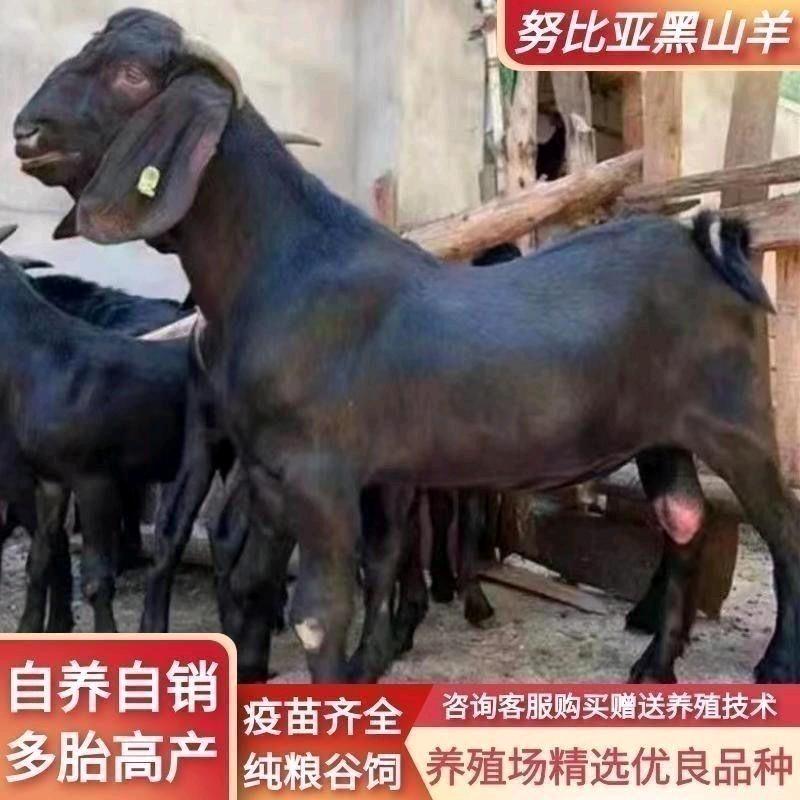 农家乐8