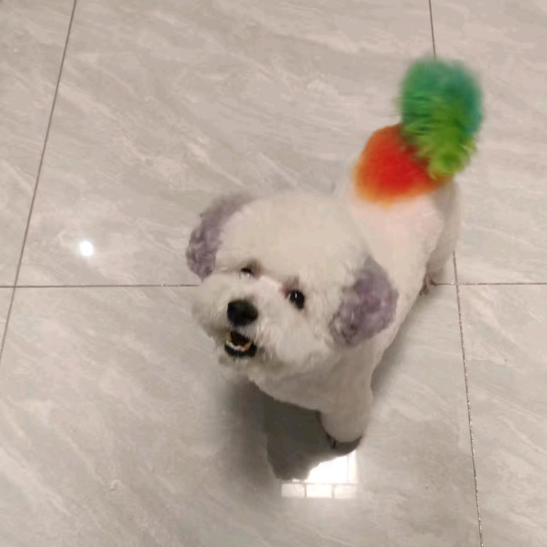小狗理发馆