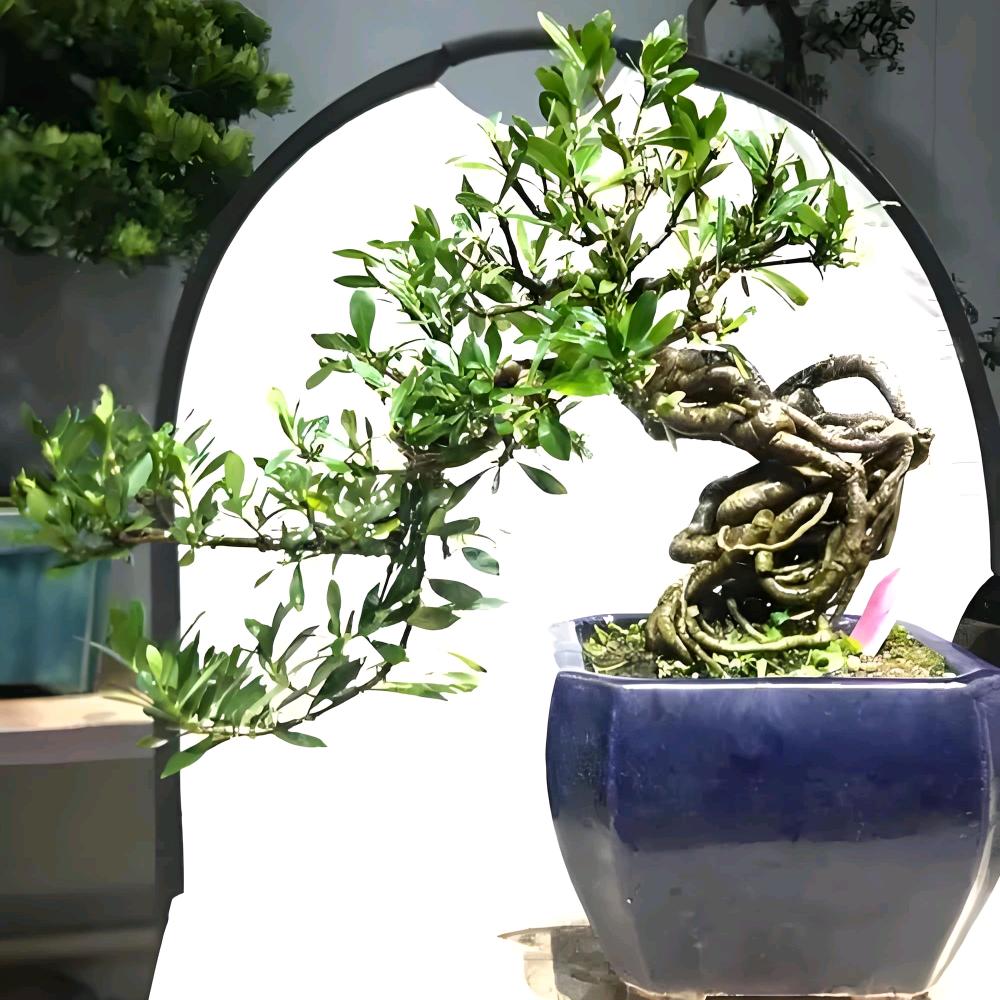 钱多多海岛绿植