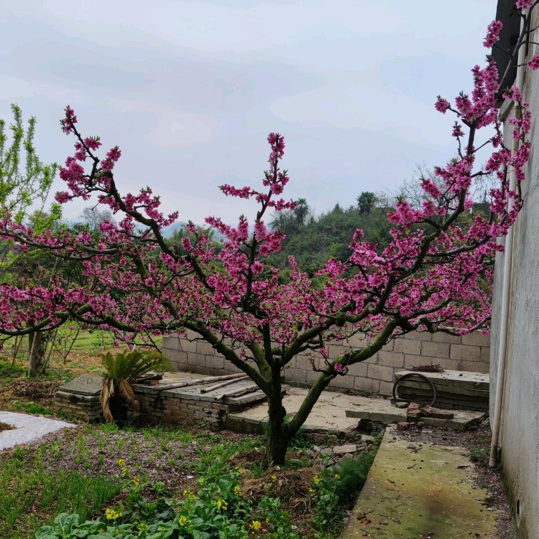 🍑海阔天空
