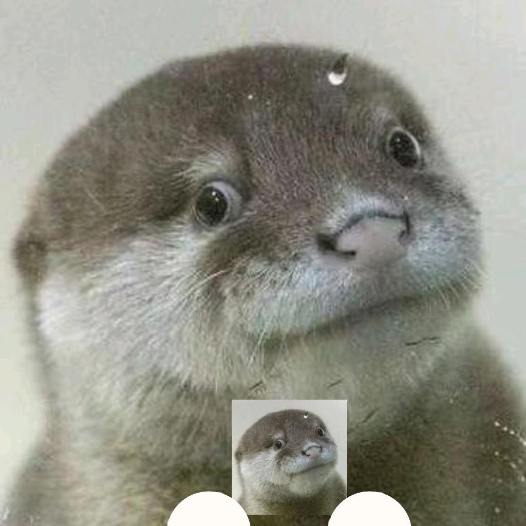 三国杀小游戏华西野生貂