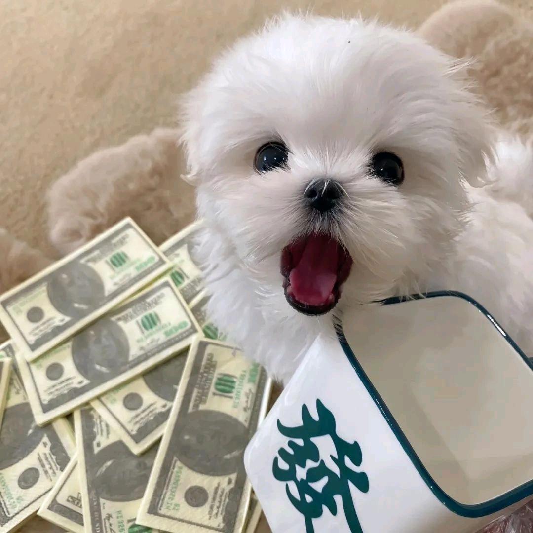 楓.