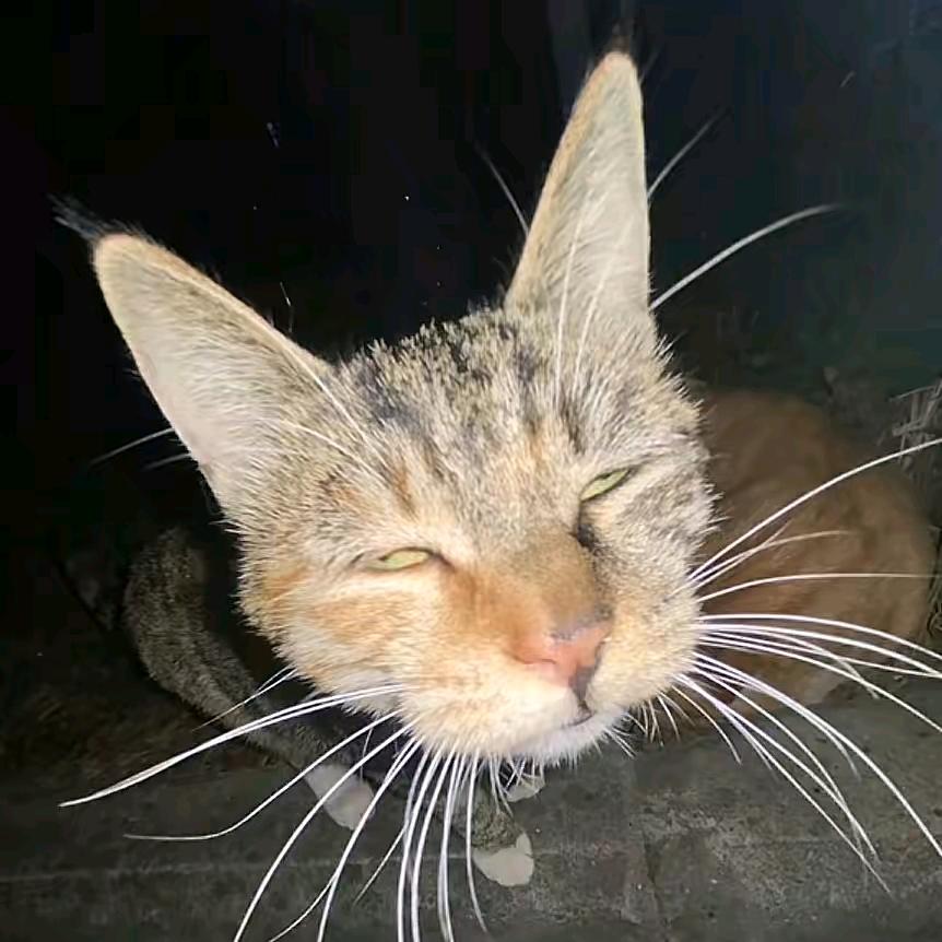 丸子虾