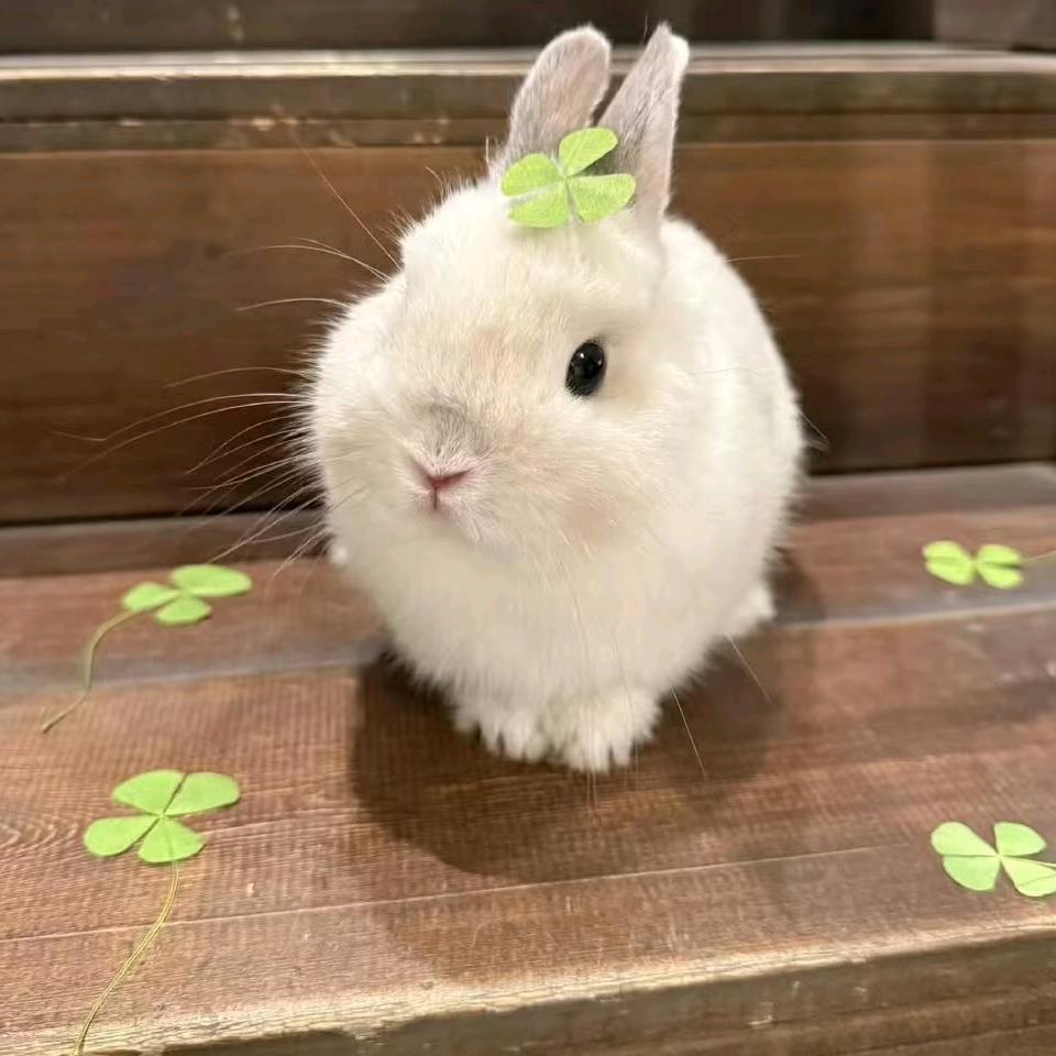陈皮皮