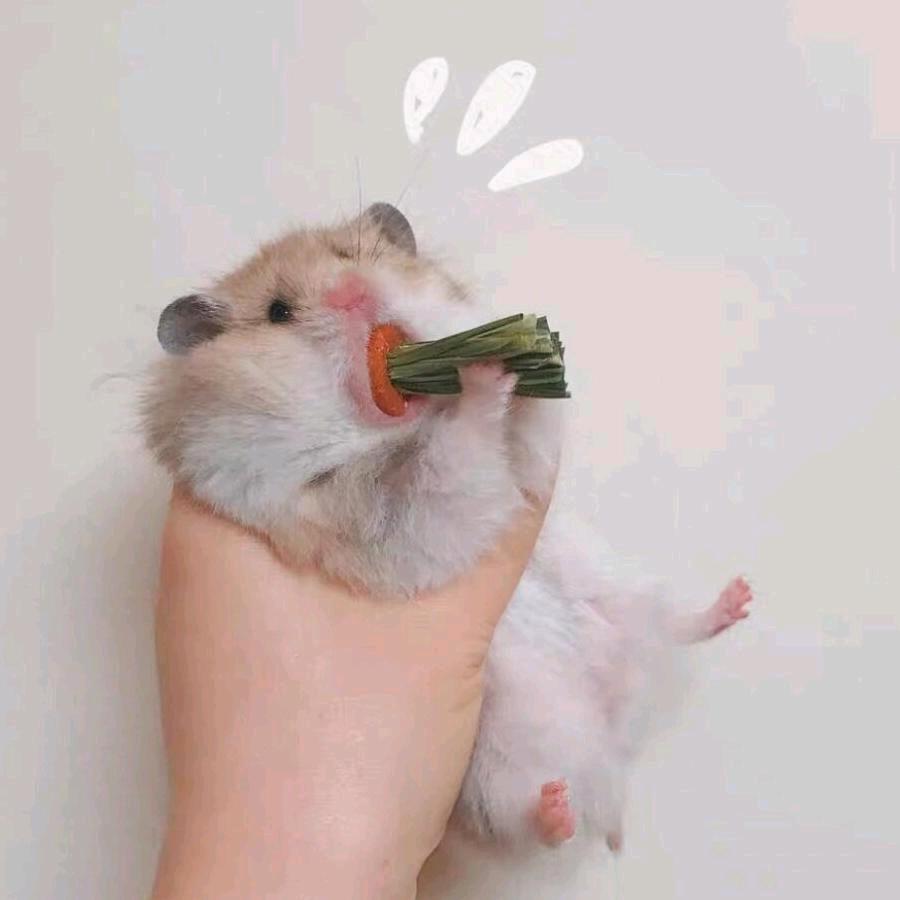 草莓冻干头像