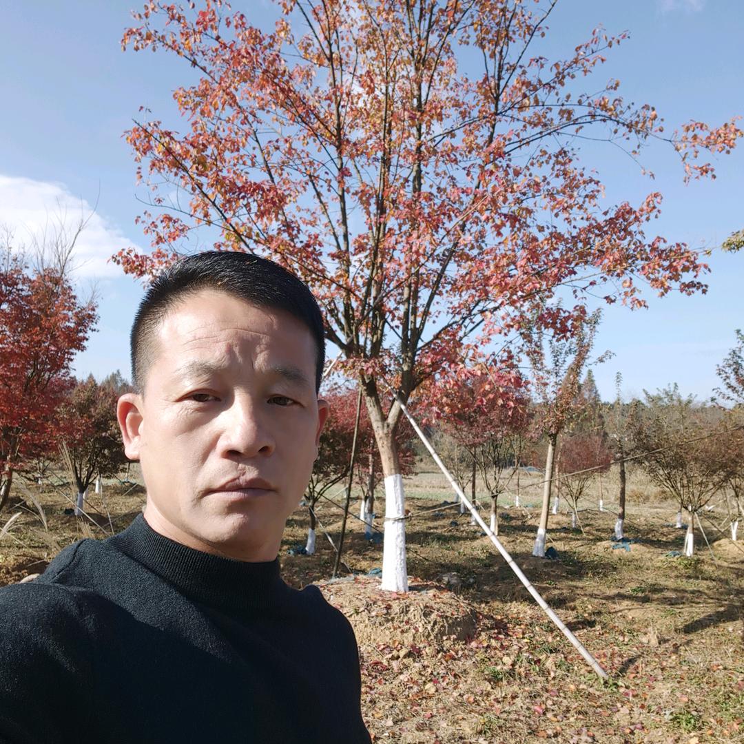 南陵县陈诚苗木种植有限公司