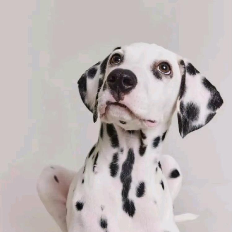 珈嘉犬舍Live店