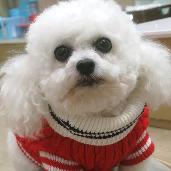 胡小仔仔