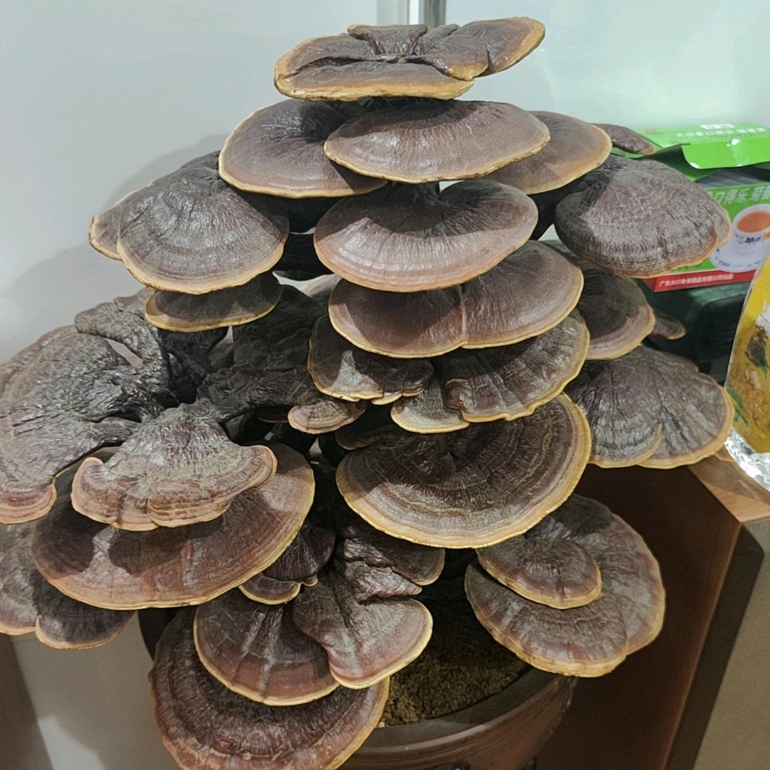 (^_^) 曾心♥陈意(^_^)