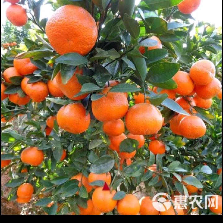 百川三农事物荐推