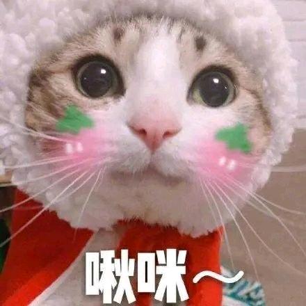 ~ 招财、猫🐱~
