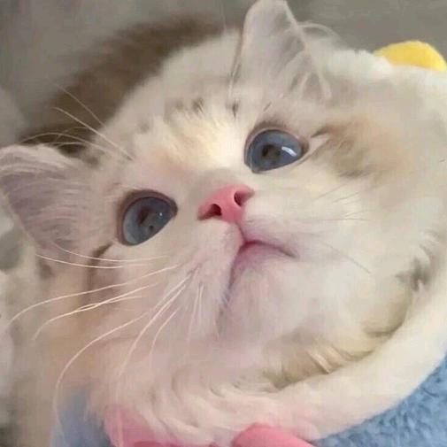 柒月