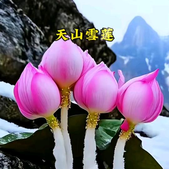 天山雪莲花