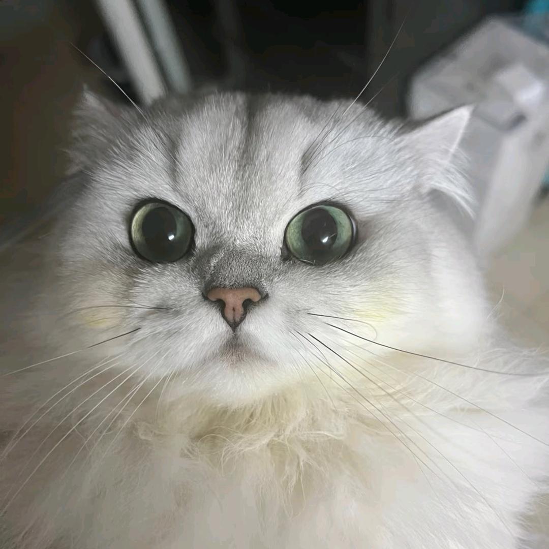 小猫咪魔女🧚♀️