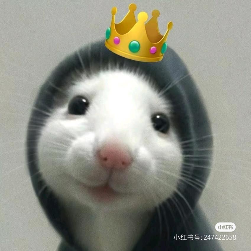娄小柚