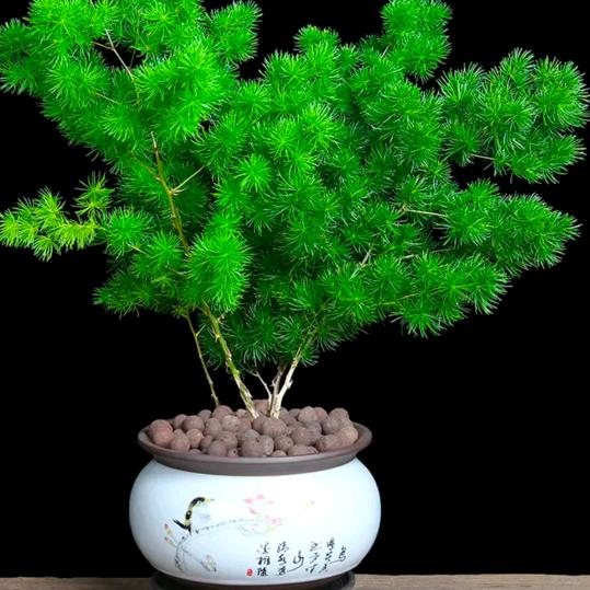 吉祥如意（慢动作 ）