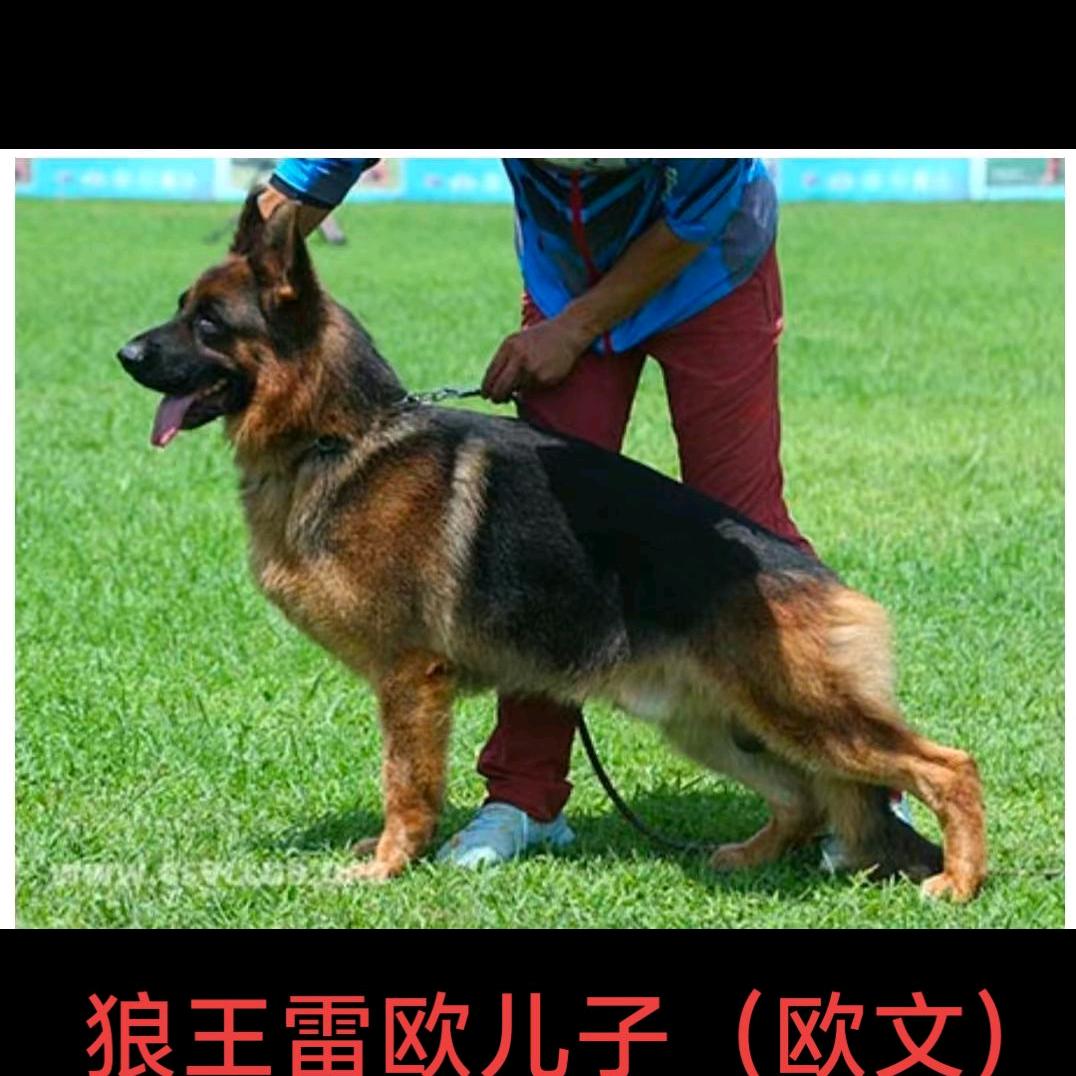 CSV——潍坊﹌浩哥（旺轩）