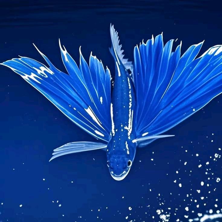 人生如梦