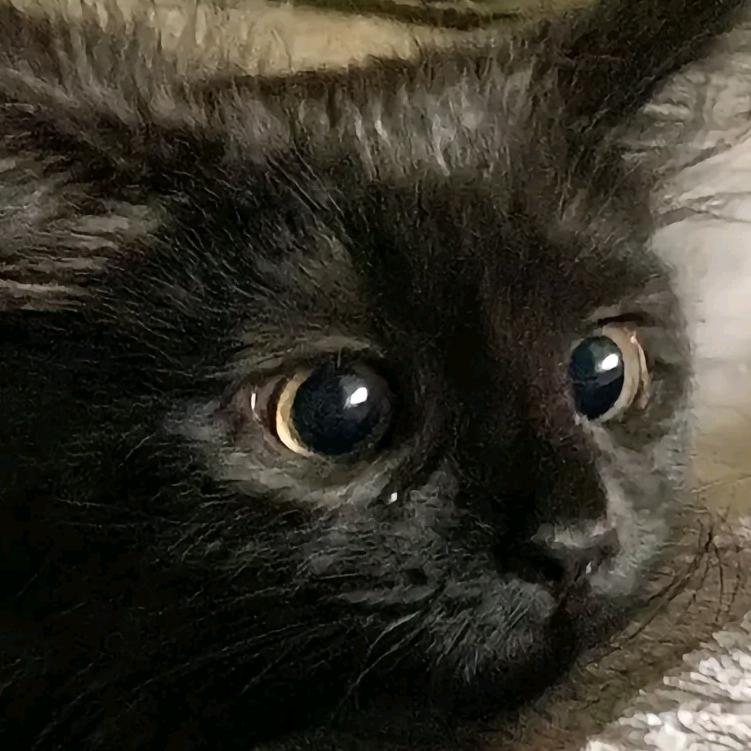 云顶凤雏（火影大肘子版）