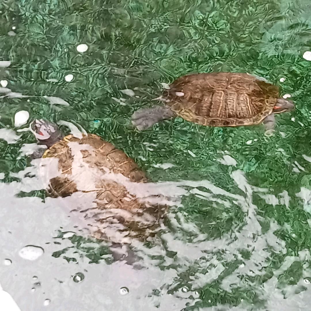 刘黑仔