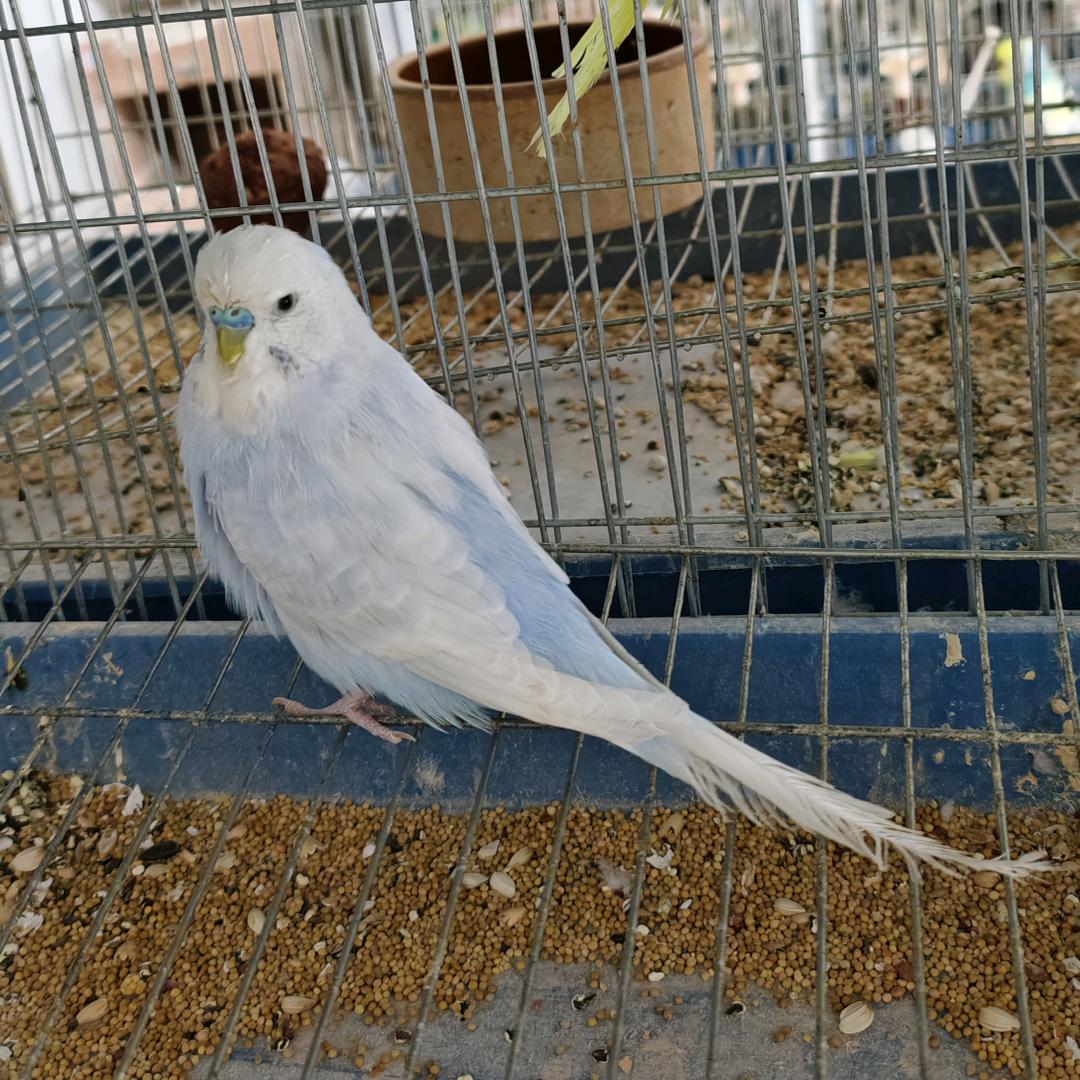 清清美宠