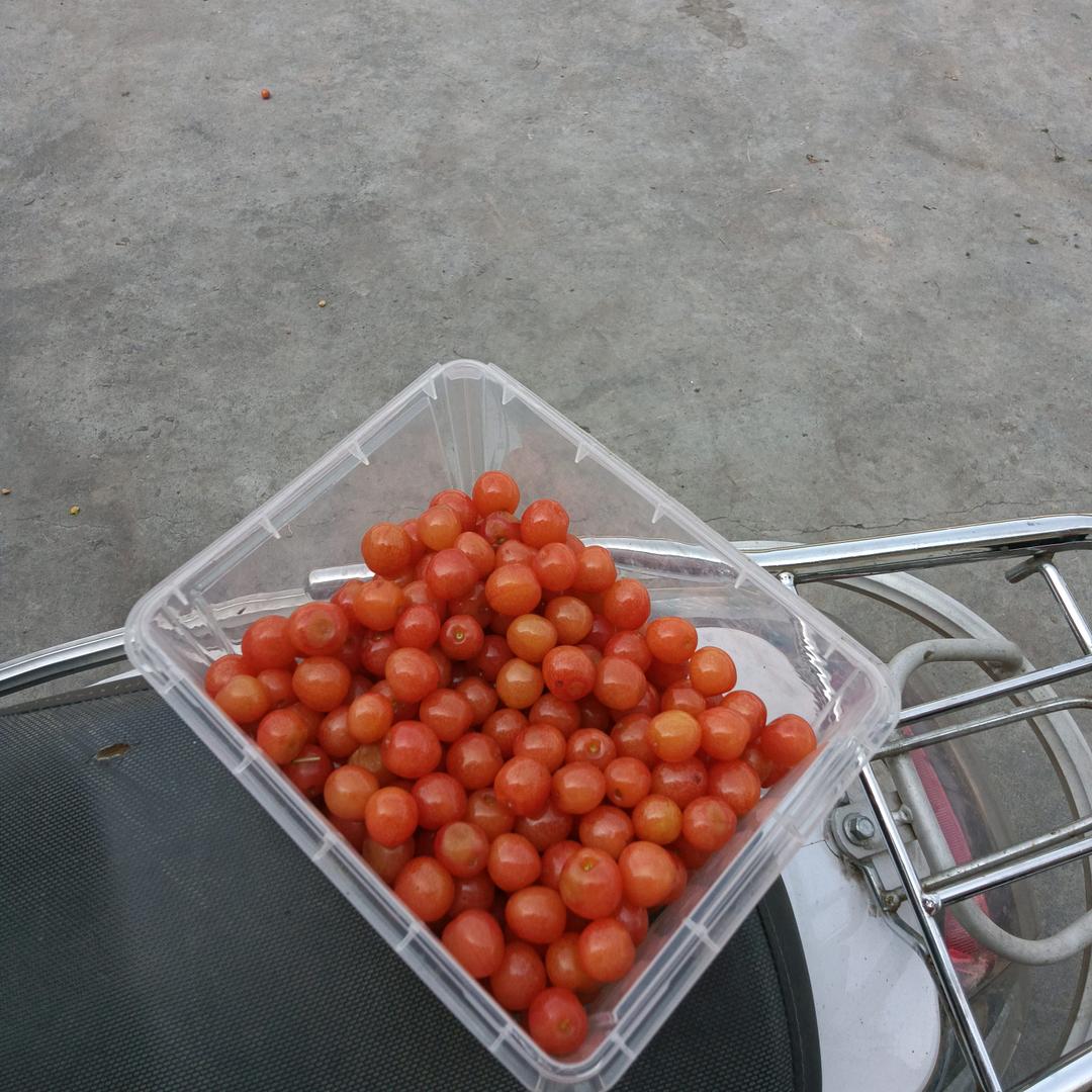 大关雄魁小罗
