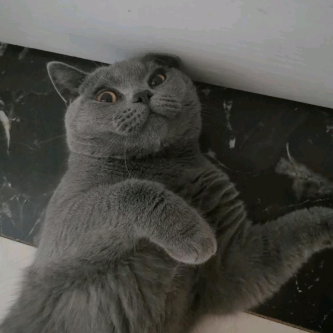 五花肉和胖仔仔