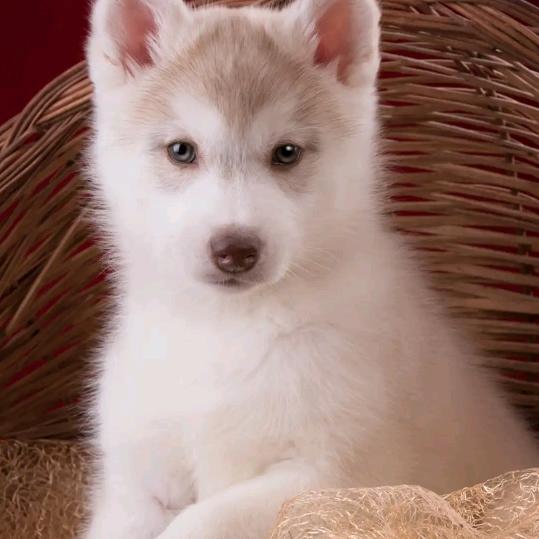 心心相印手牵手